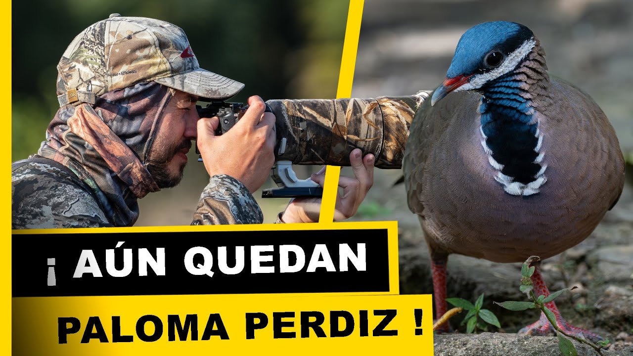 🇨🇺 Aves de Cuba:  Paloma Perdiz AVE ENDÉMICA de CUBA