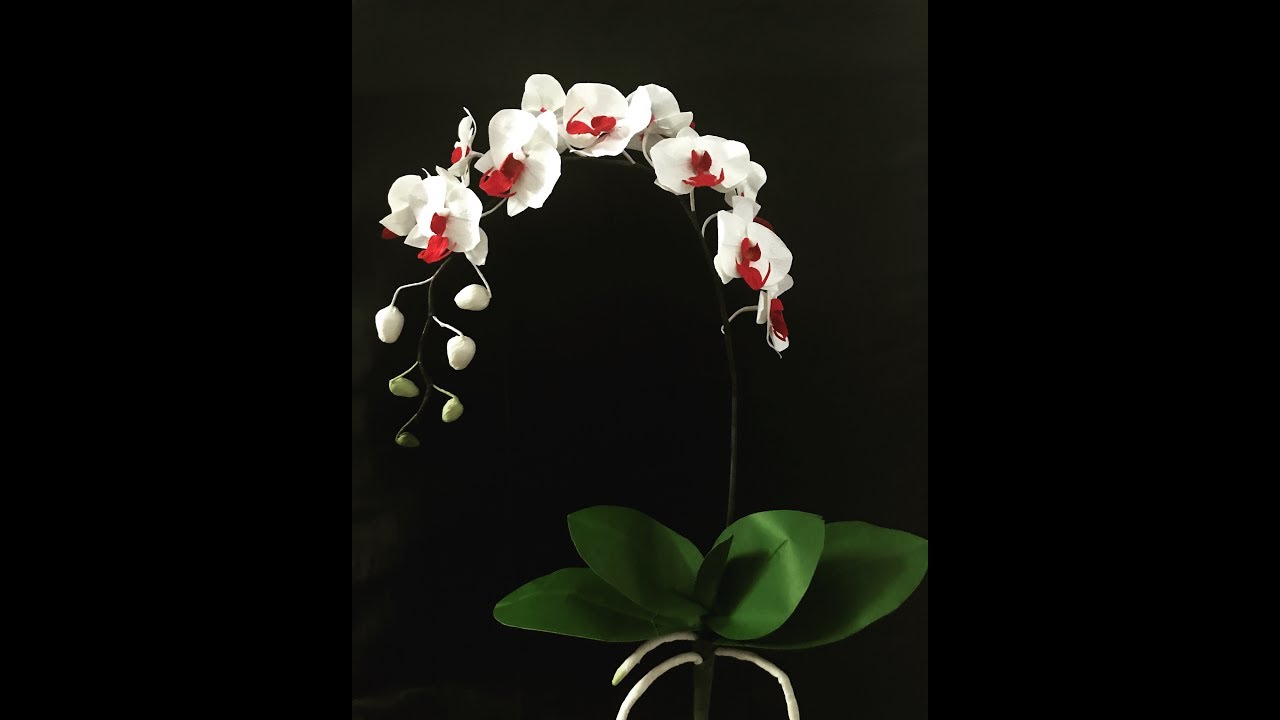 Bella’s Craft/How to make Phalaenopsis orchid by crepe paper/ hướng dẫn làm lan hồ điệp