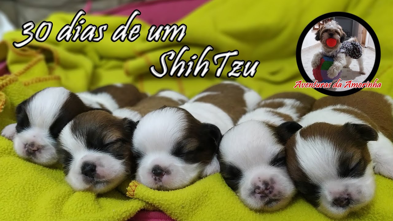 30 dias de um Shih-Tzu