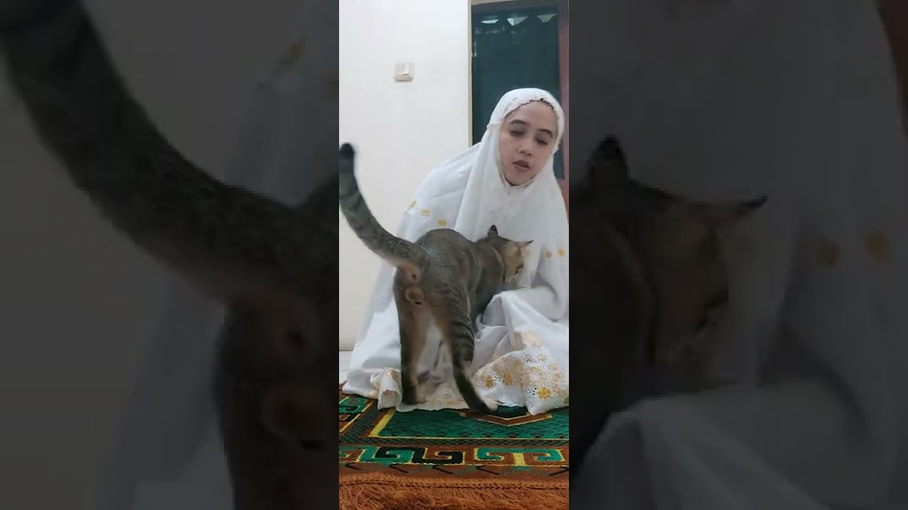 Kucing Kitti Gangguin Bunda Lagi Sholat