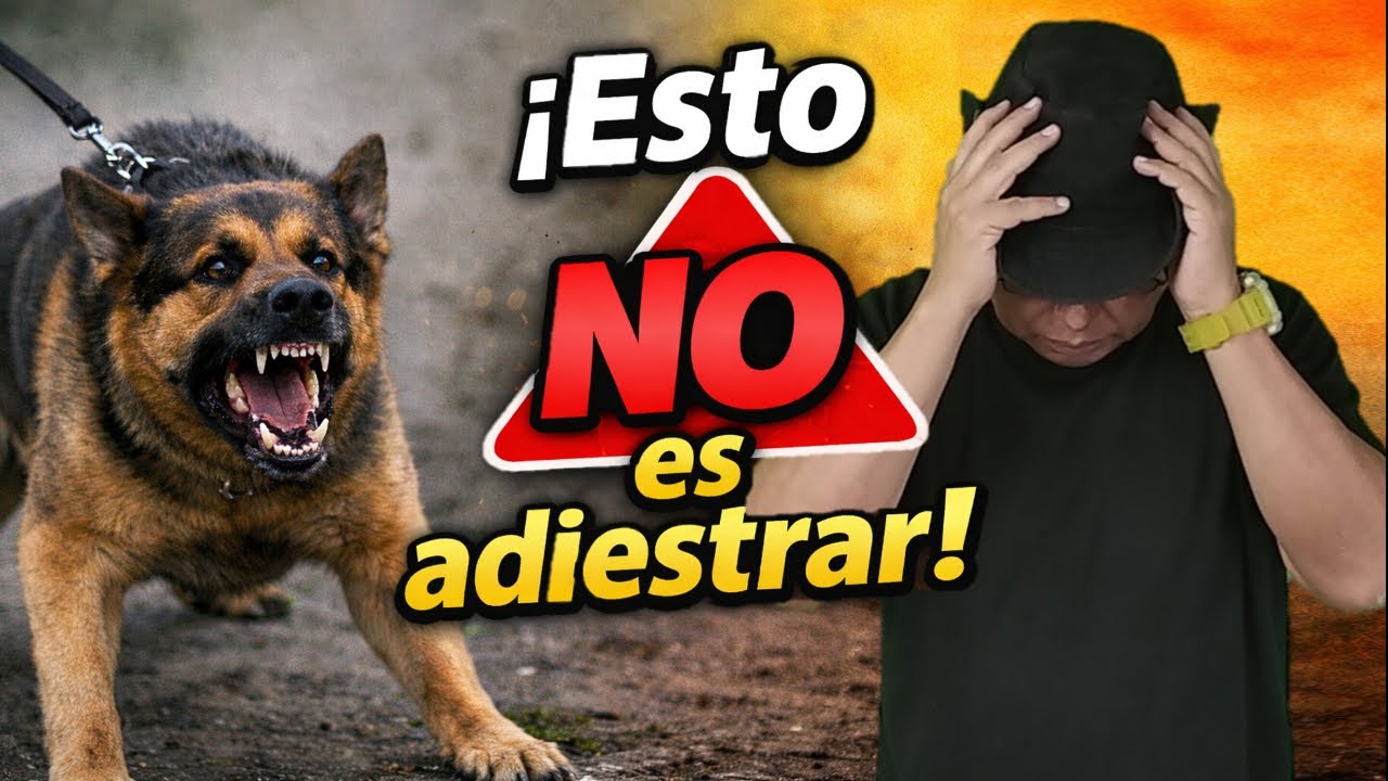 Pagaste adiestramiento y tu perro empeoró: aquí te explico por qué