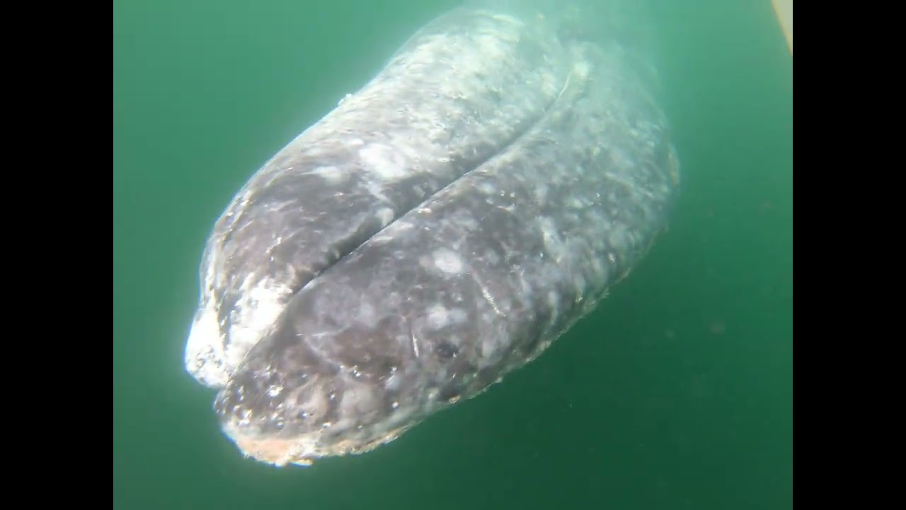 2026-2-17 lots of whale petting