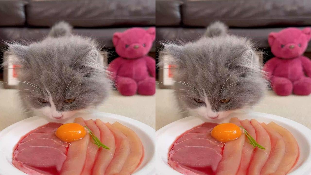 One large meat portion #cat #cat #meow aliens #cat owner #foodie cat