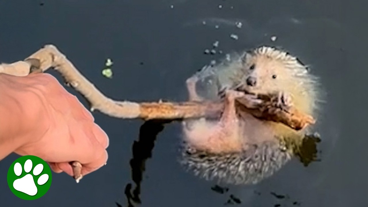 Tiny Hedgehog Rescued from Canal by Kind Couple ❤️