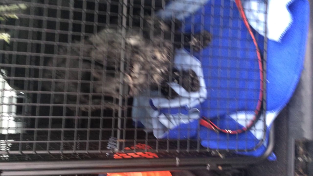 freelander 2 dog cage LR2 land rover