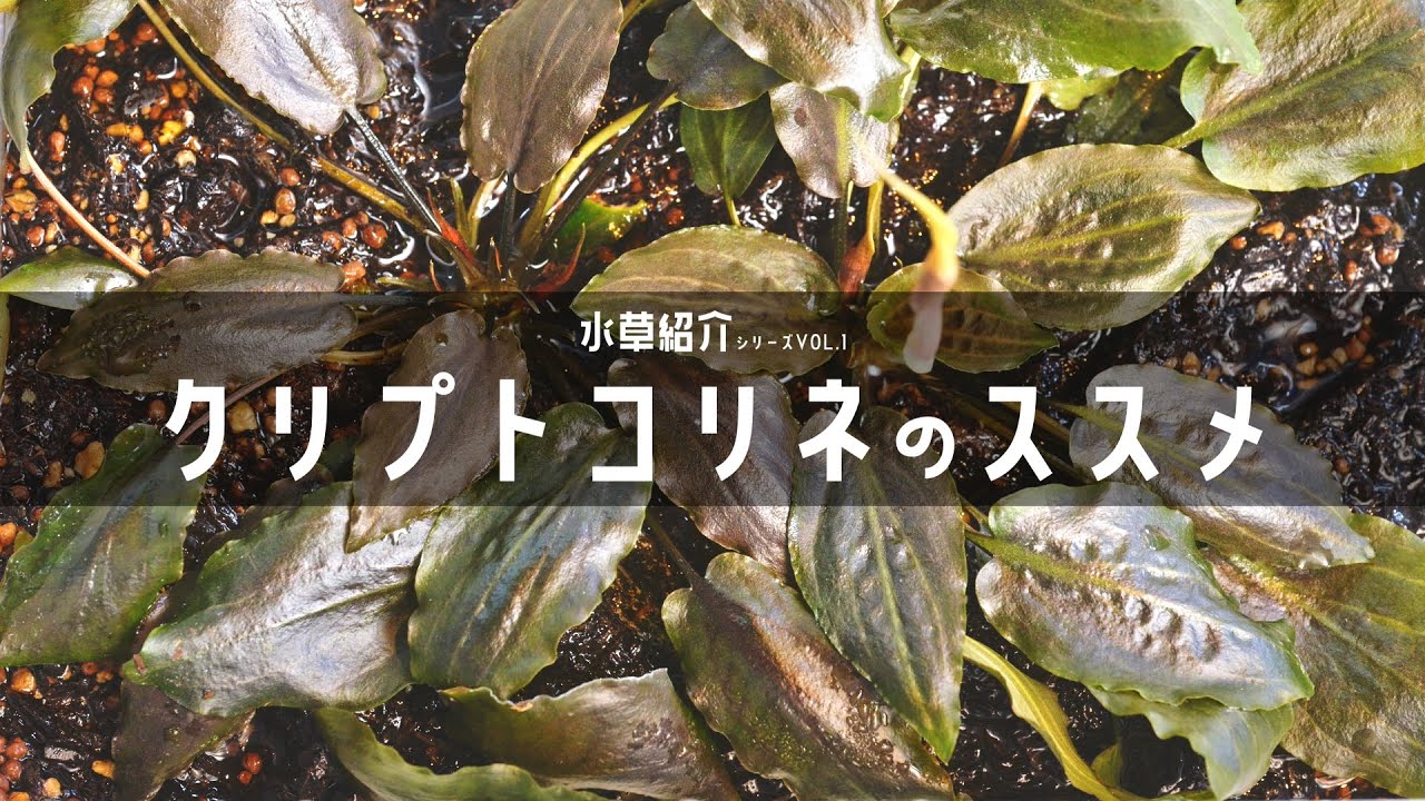 【アクアリウム】魅力たっぷりの水草！クリプトコリネの解説と植栽！Aquarium Kind #42 陰性/水中葉/水上葉/二酸化炭素/レイアウト/立ち上げ/Cryptocoryne