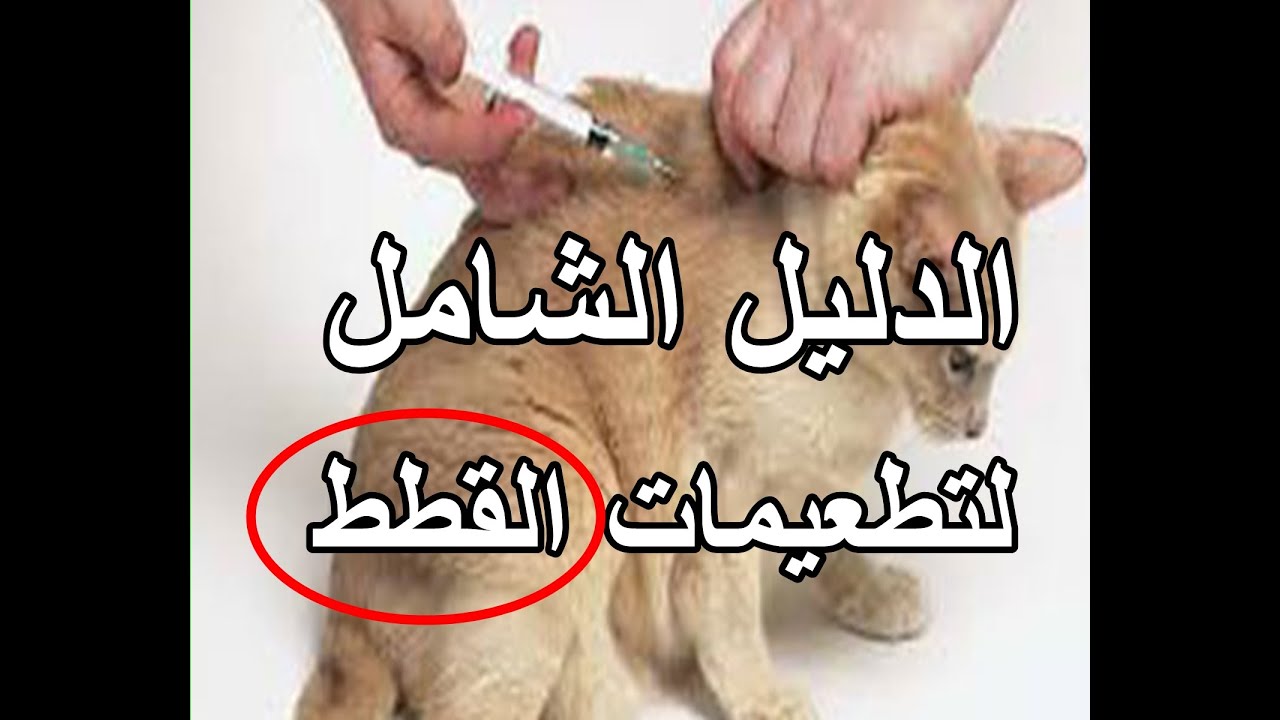 ما هي تطعيمات القطط | الدليل الشامل وما هي اهم الامراض التي تصيب القطط وعلاجها