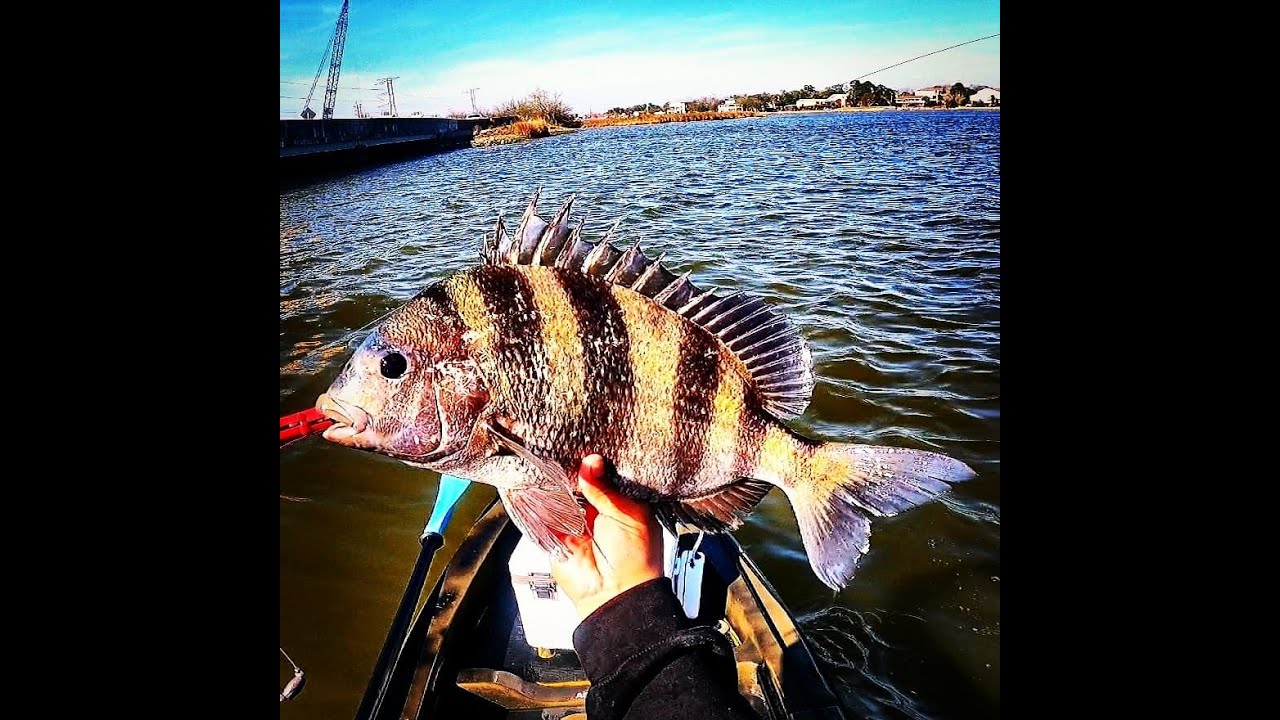 sheepshead fishing Clear Lake Tx.