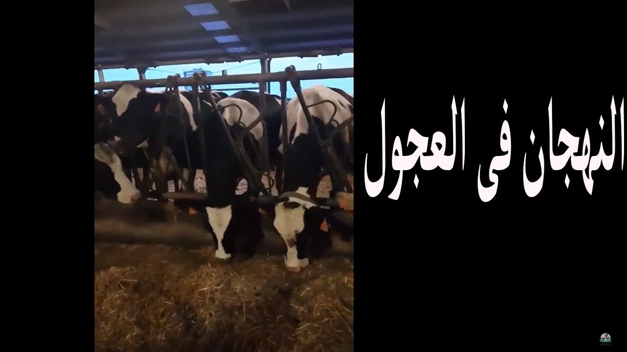 النهجان في العجول وطريقة استقبال المواشي الجديدة في مزرعتك والأكل المفضل للعجول الصغيرة