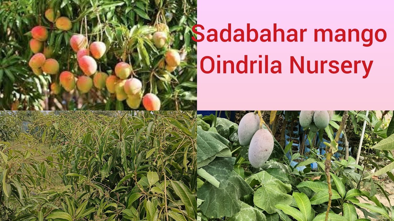Sadabahar mango oindrela nursey