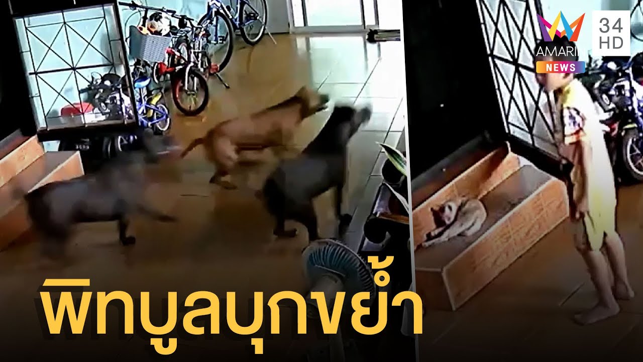 ระทึก! พิทบูล 3 ตัวพังประตูบ้านหวังบุกขย้ำเด็กเล่นกับแมว เจ้าของบ้านลุยเอาเรื่อง