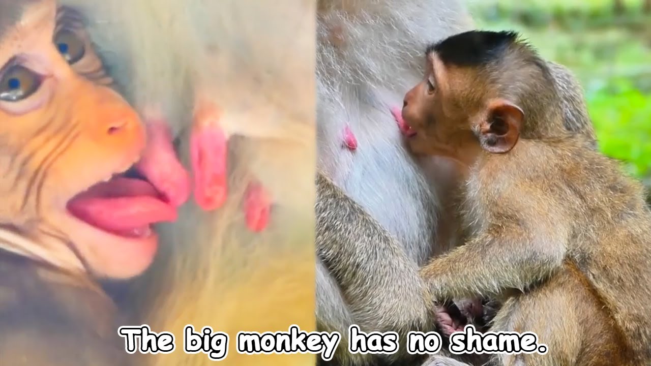 An adorable baby monkey is pleading with its mother to breastfeed. This scene will melt your heart!