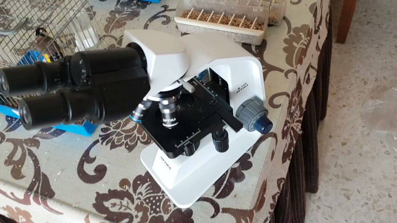 Megabacterias, hongos, gram...Coccidiosis...se pueden 