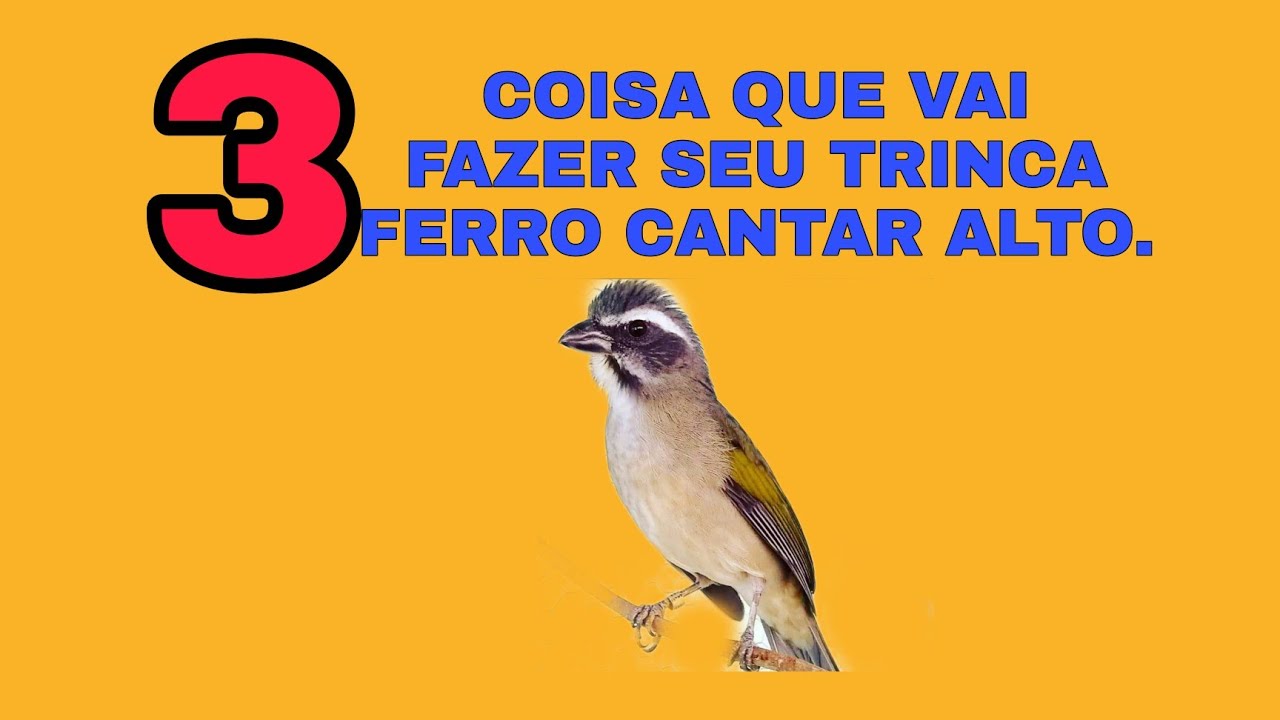 3 COISAS PAR SEU TRINCA FERRO CANTAR ALTO COMO AUMENTAR CANTO DO TRINCA FERRO.
