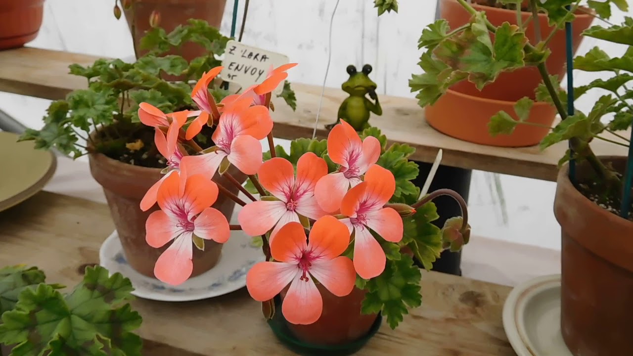 Zonartic pelargoniums in bloom.June.