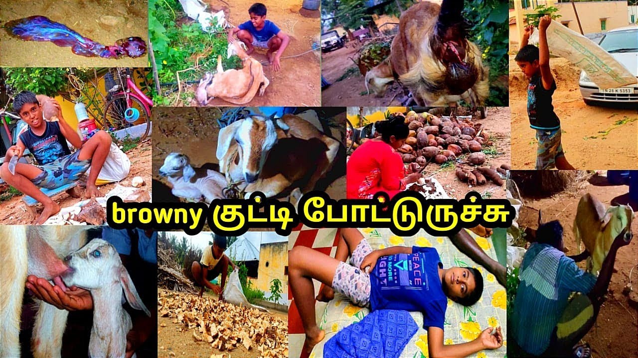 ஐயா😍 ஆடு குட்டி🐐 போட்டுருச்சு❤️வீட்டுக்கு வந்த புது உறவு 😄குச்சிகிழங்கு வெட்டலாமா🗡️ᴩᴀɴɴᴀɪᴛʜᴏᴛᴛᴀᴍ
