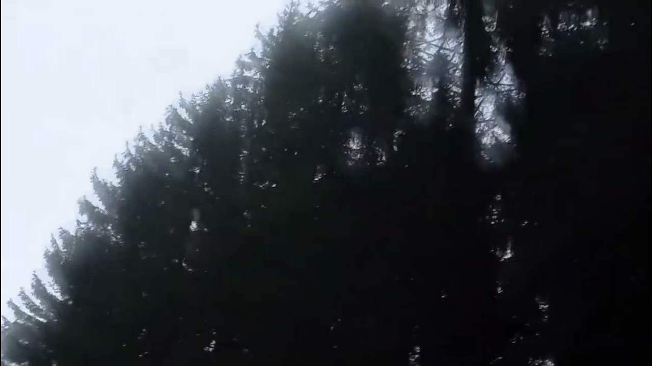 Aversa de ninsoare puternic viscolita în Muntii Taunus în dupa amiaza de 24 martie 2024