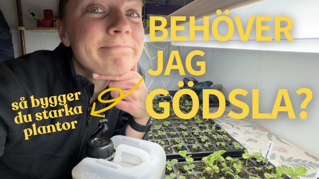 Behöver man gödsla sådden? Ja, och så här kan du göra!