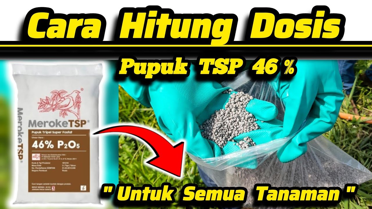 😲 Jangan Salah Hitung‼️Begini Dosis Pupuk TSP 46% P2O5 Untuk Tanaman ✅ Cara Hitung Pupuk Fosfor ✅