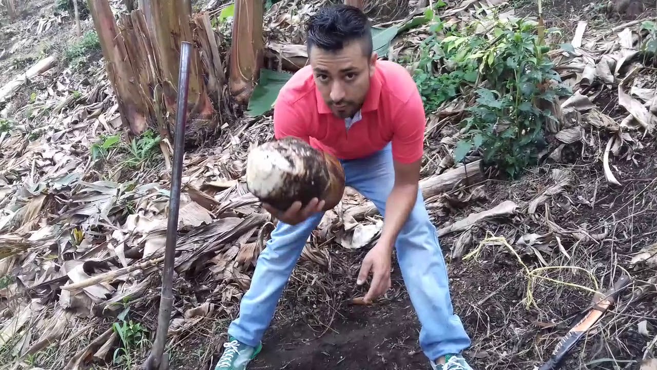 COMO SEMBRAR CORRECTAMENTE  PLANTA DE PLATANO