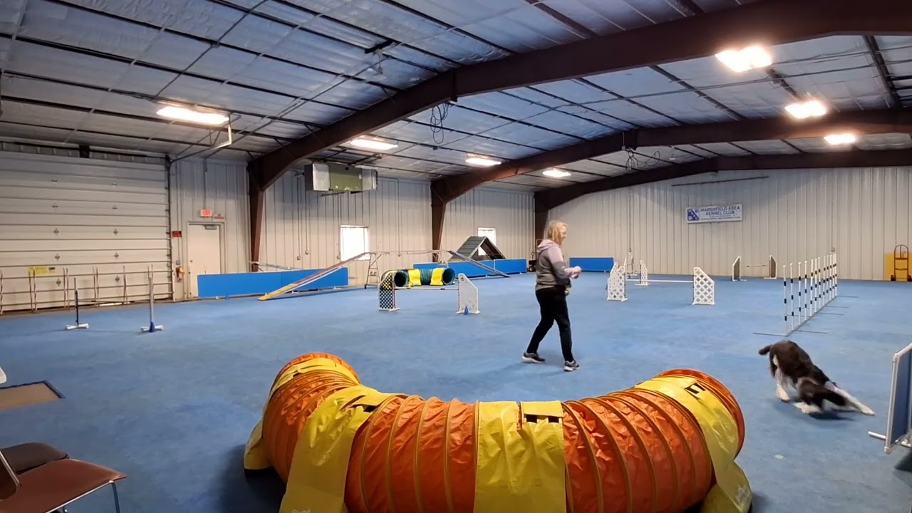Sport, tug play, startline, dogwalk, teeter