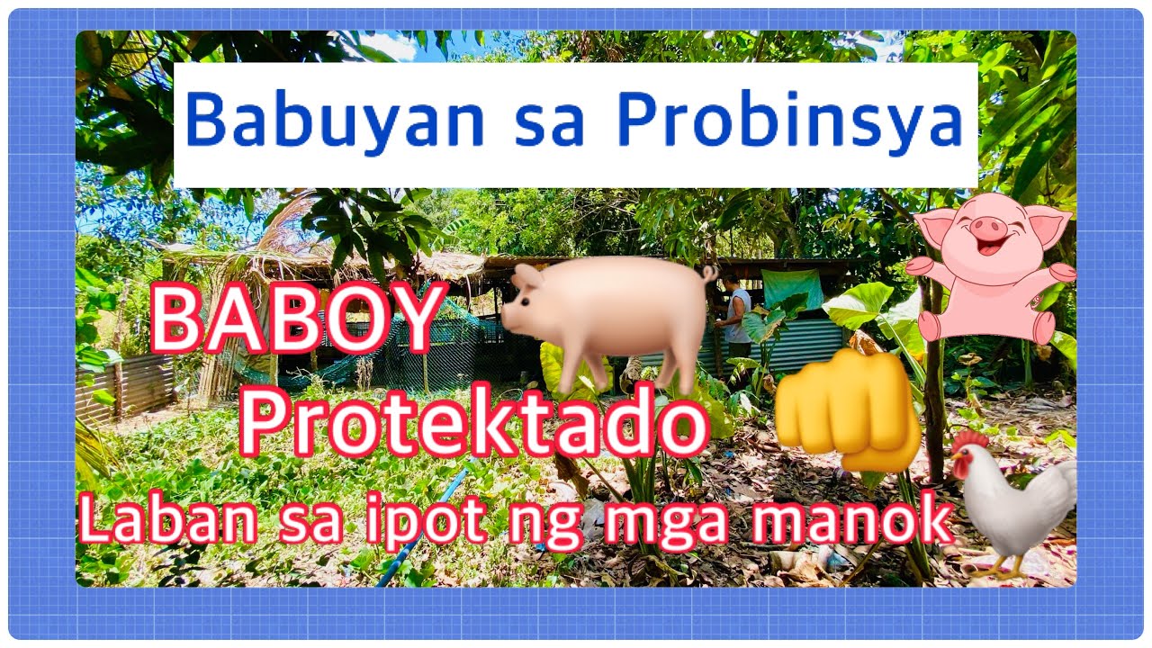 ANO ANG EPEKTO NG IPOT NG MANOK KAPAG NAKAIN ITO NG BABOY? BABUYAN SA PROBINSYA