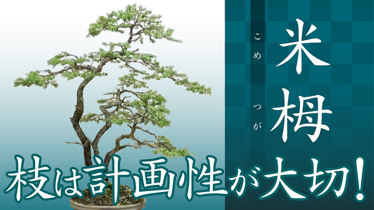 【米栂】動きを感じられる三幹