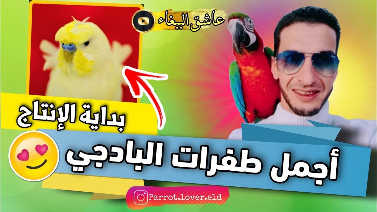 جمعت الوان رائعة من ببغاء البادجي الجميل🥰