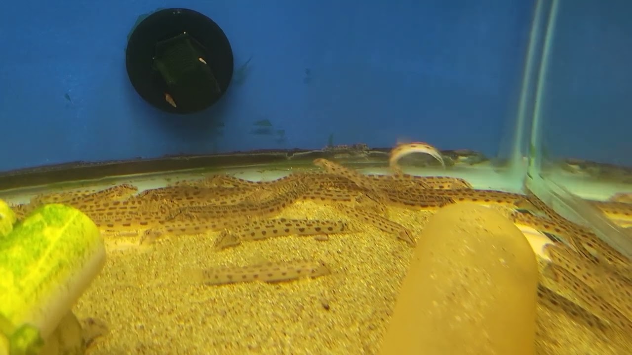 Cobitis taenia 