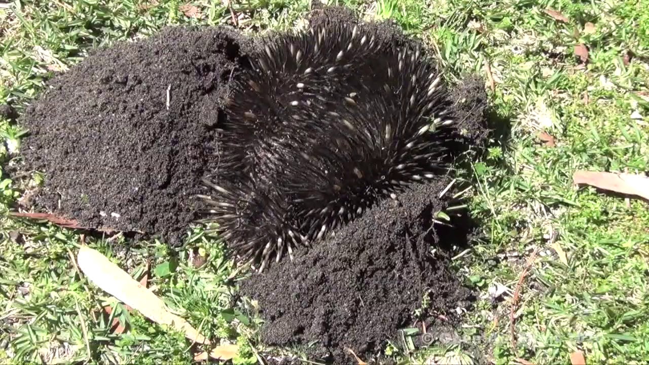 AUSTRALIAN NATIVE ANIMALS - ECHIDNA HIDE DIG