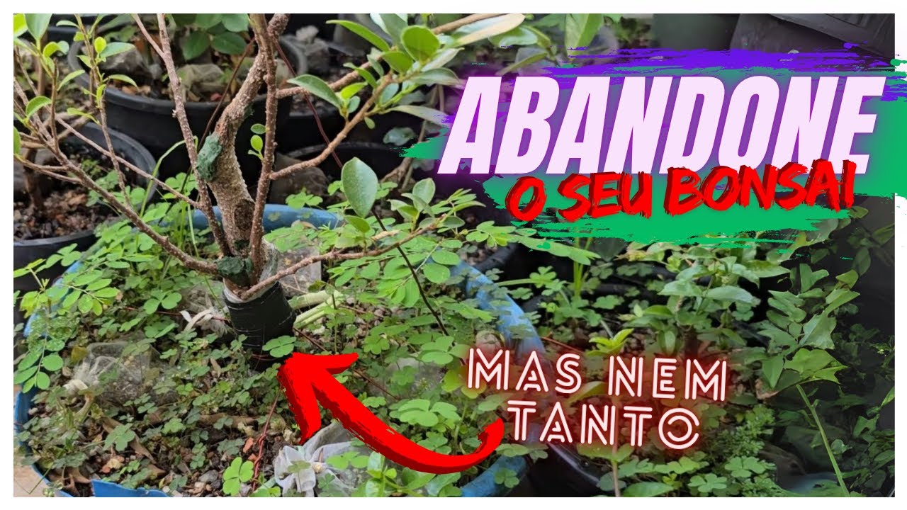 🌳 PORQUE VOCE DEVE ABANDONAR SEU BONSAI PARA EVOLUÇÃO - CRIANDO BONSAI