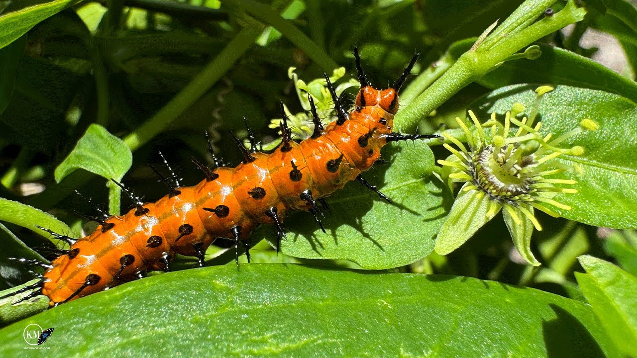 CORKYSTEM PASSIONFLOWER   A MUST HAVE FOR BUTTERFLY GARDEN | ZEBRAS | JULIAS |GULF FRITILLARIES