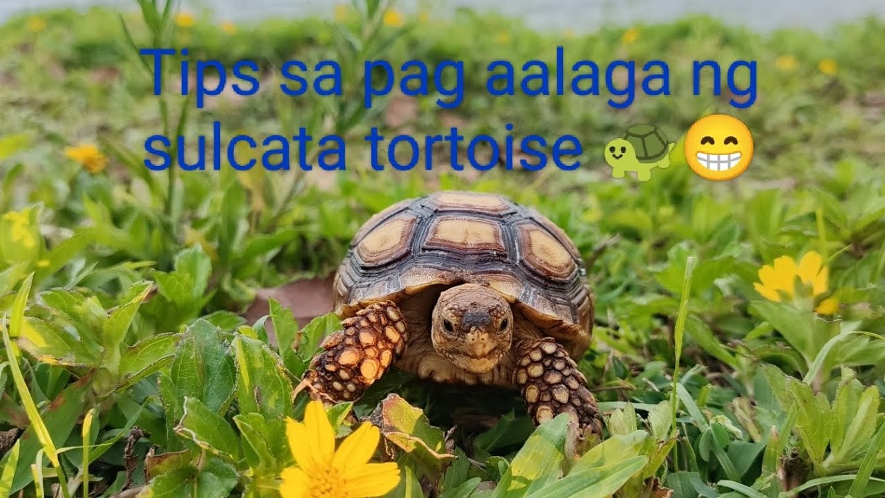 Tips sa pag aalaga ng sulcata tortoise + Oogway introduction 🐢😁 #sulcata #tortoise #viralvideos