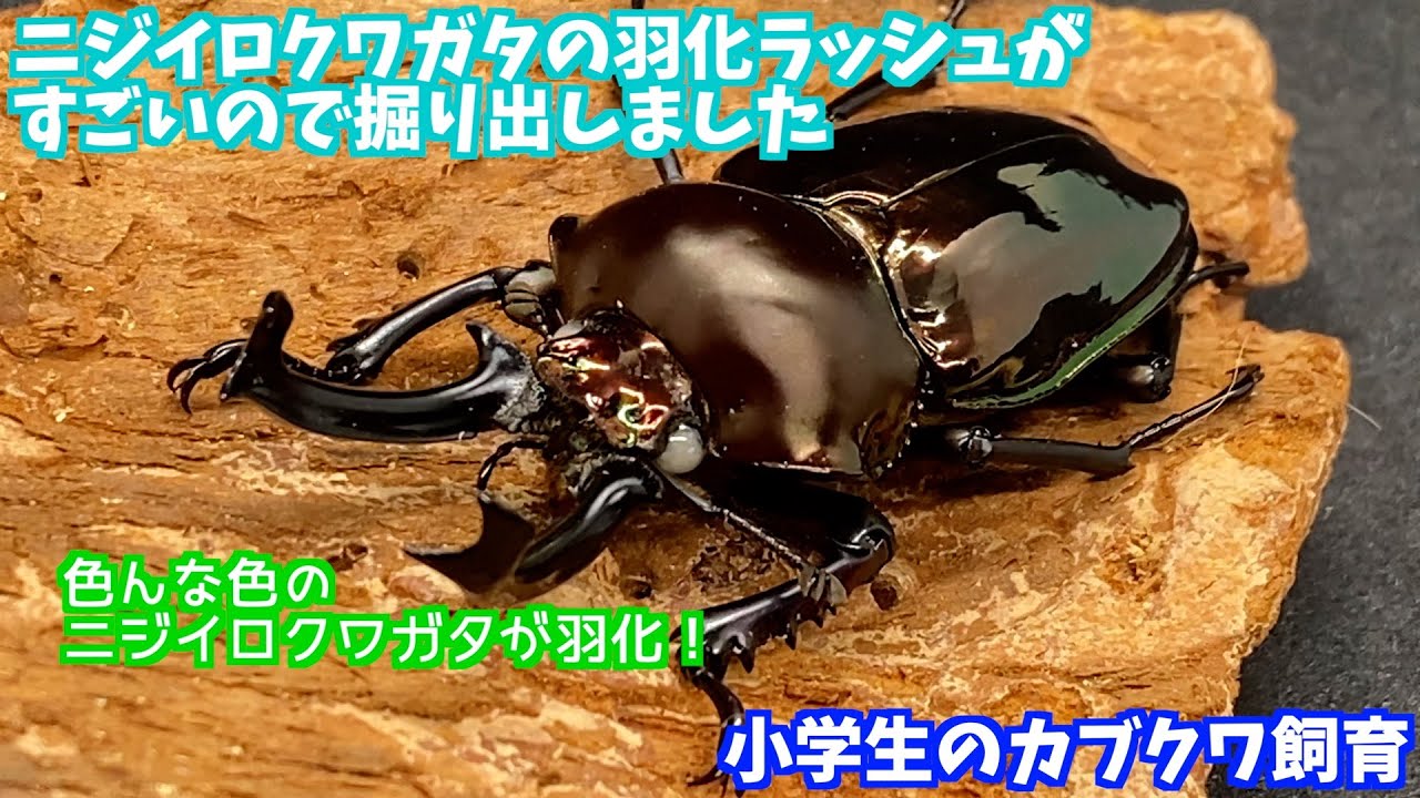 【ニジイロクワガタ】小学生ブリーダーが育てたニジイロクワガタが羽化したので掘り出します