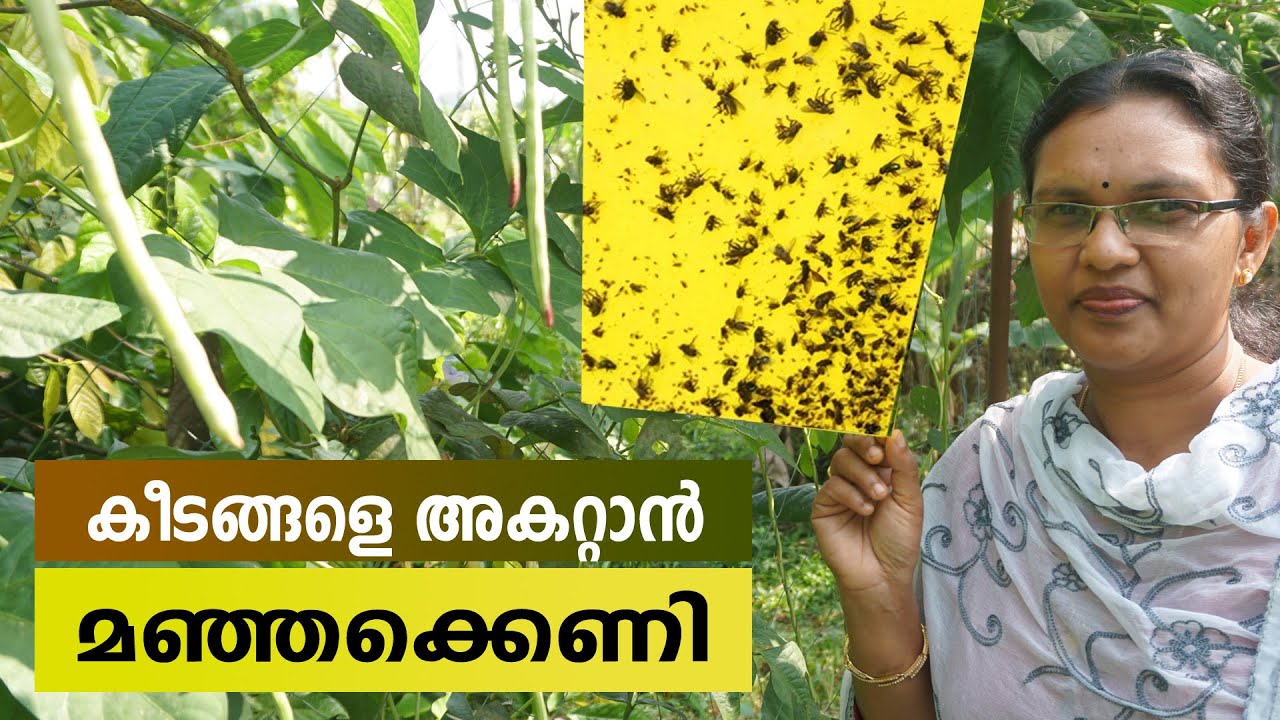 ജൈവരീതിയില്&zwj; കീടങ്ങളെ തുരത്താന്&zwj; മഞ്ഞക്കെണി