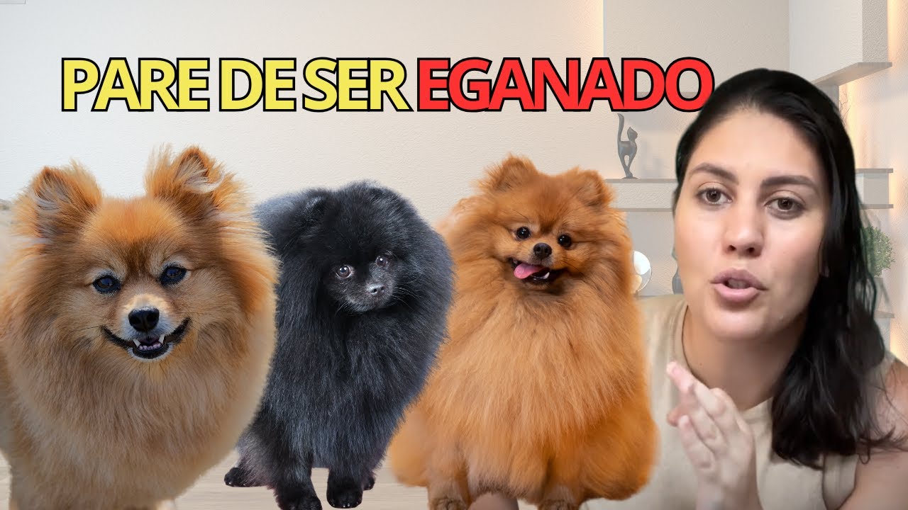 Lulu da Pomerânia é Ursinho ou Raposinha? Entenda isso de uma vez por todas