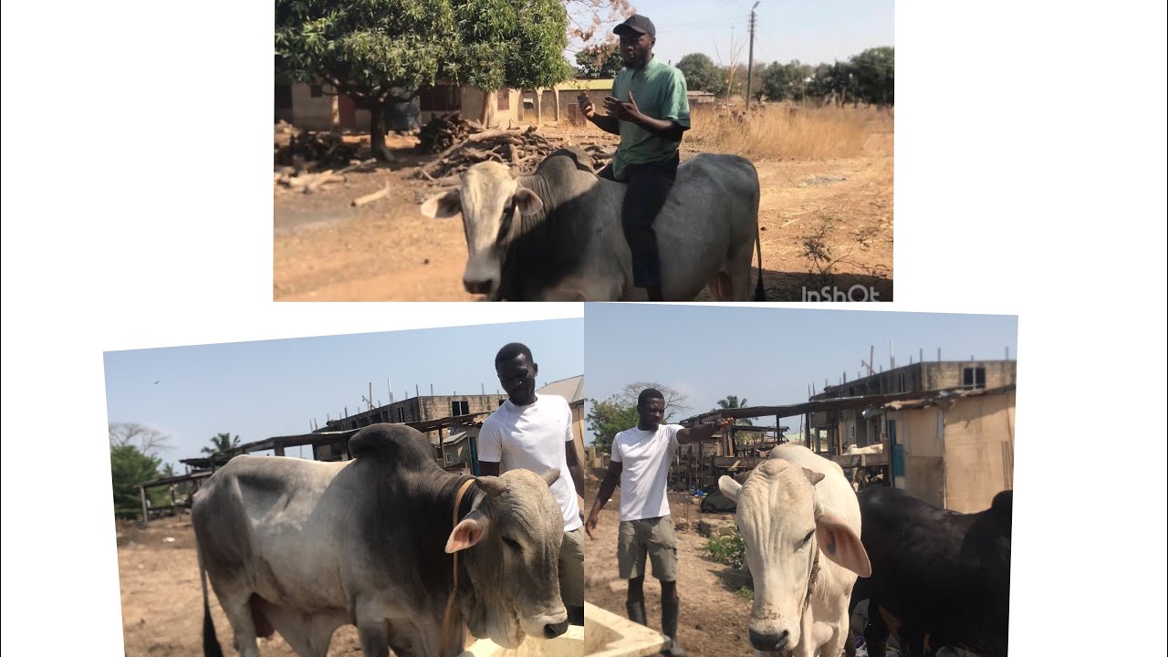 Types of Gudali breed you must know (cattle farming)