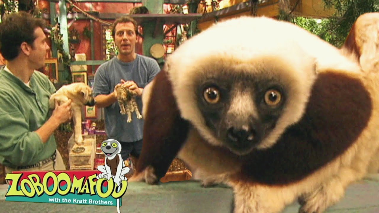 Animais de estimação | Zoboomafoo Português - WildBrain| Episódios Completos para Crianças