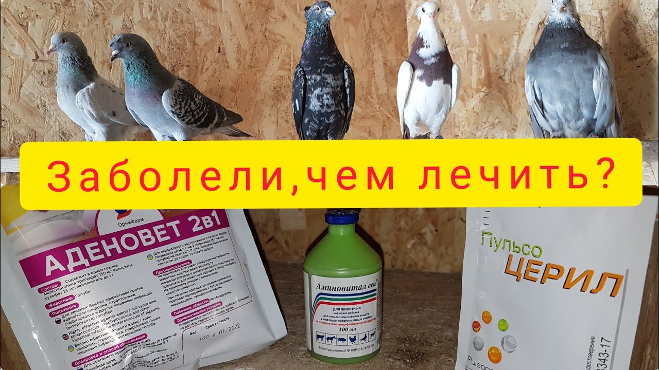 Голуби заболели.Симптомы и Лечение.The pigeons got sick.Symptoms and Treatment.