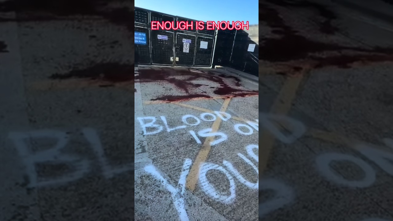 ENGLISH PATRIOTS SEND CLEAR MESSAGE TO GOVERNMENT #enoughisenough