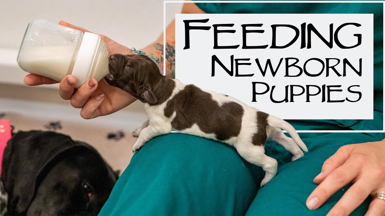 Caring For A New Litter Of Puppies - Daily Weights And Bottle Feeding
