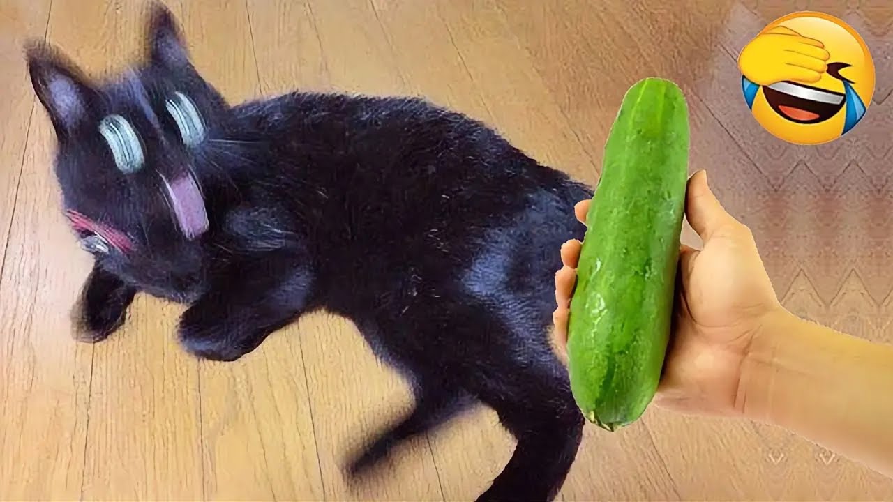 Глупые животные заставят вас смеяться без остановки 😂