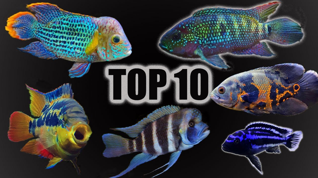 Top 10 Cichlid Tank Setups & Stocking Ideas