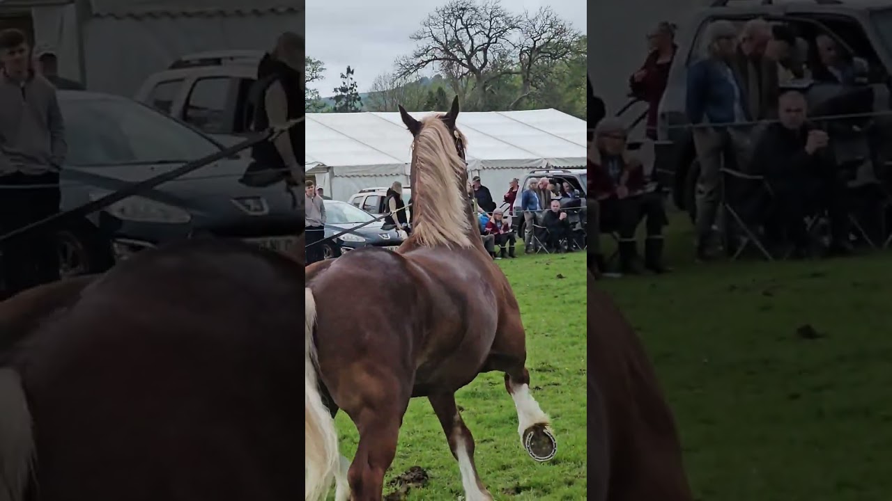 Section D Stallions, Lampeter Stallion Show 2024