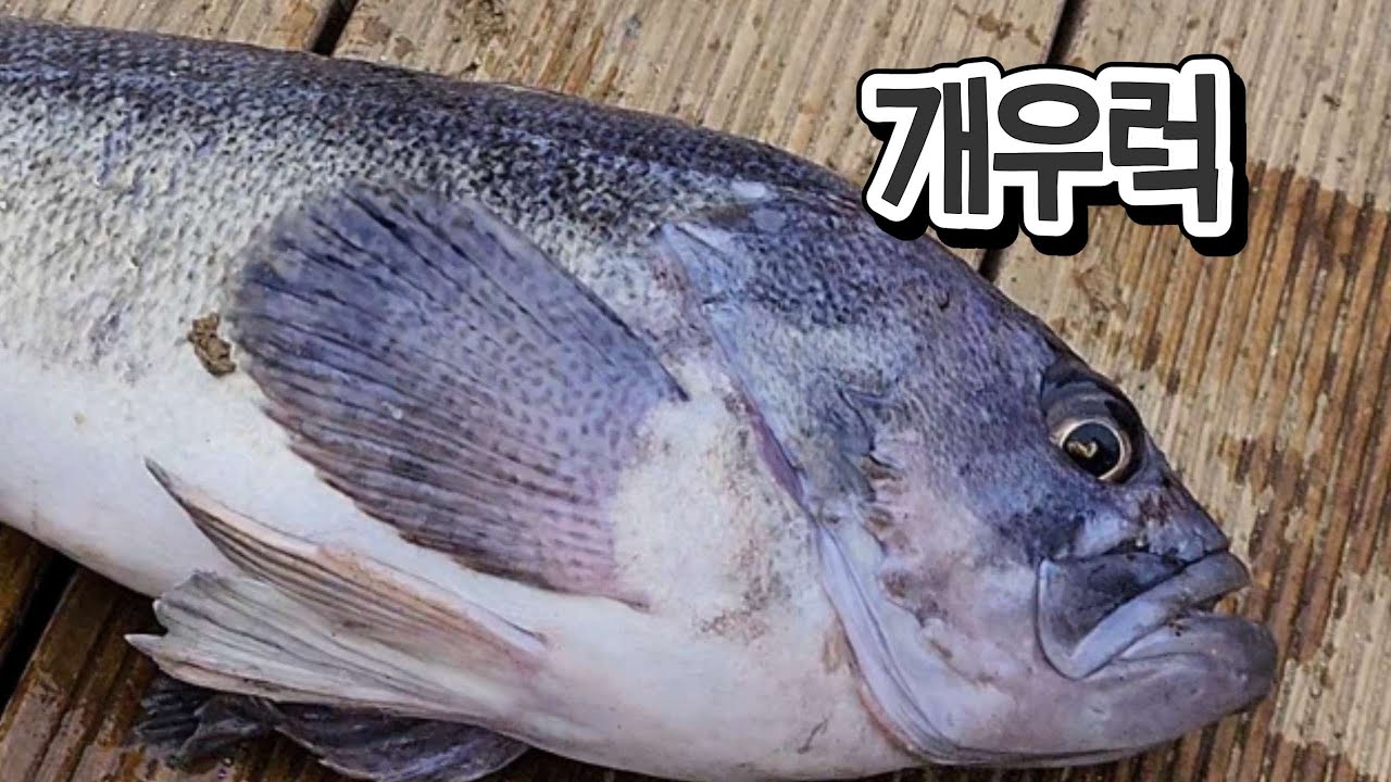 유터는 역시 가두리와 고패질인가? | 포인트 그때 그때 다른 이유는? | 만정민트바다낚시터