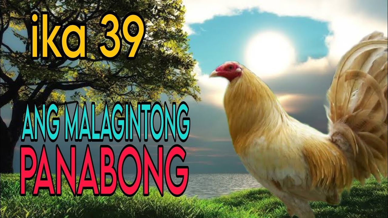 ANG HARI NG SABONGAN