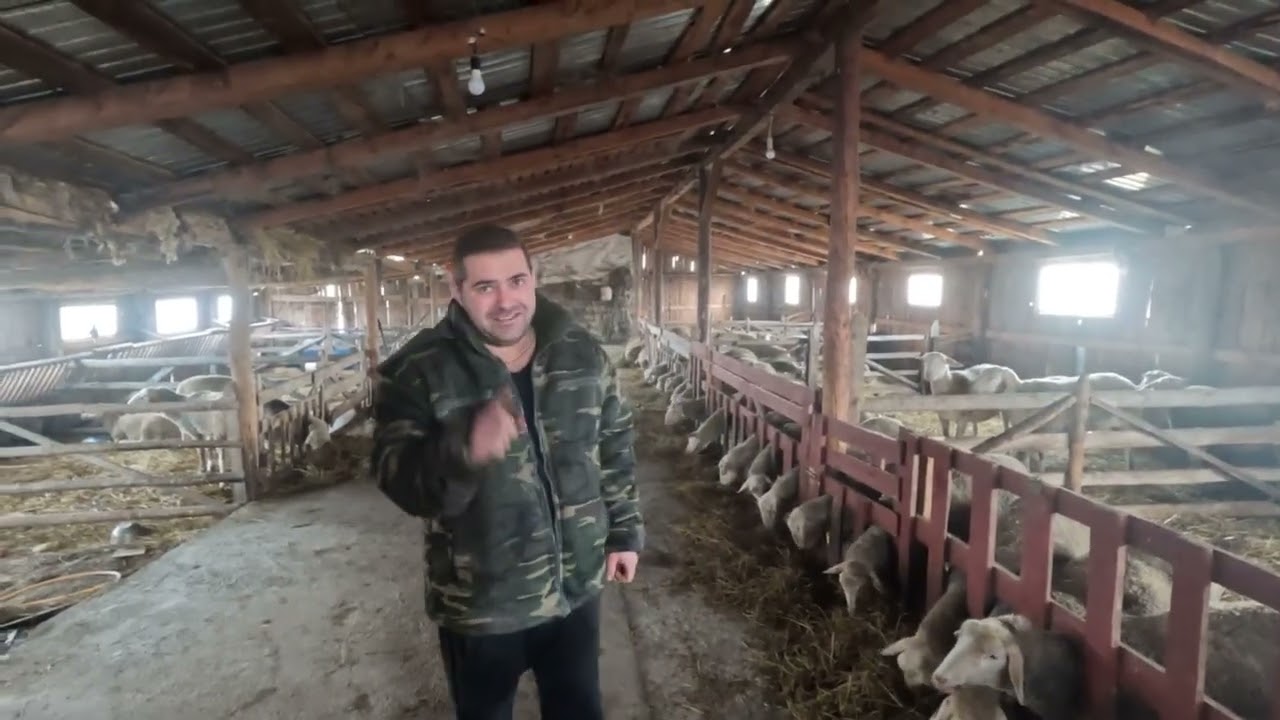 Fermă de Oi Lacaune a DL Lacatus Niculae din Feldioara .BRASOV -Primul An Pe Producție 