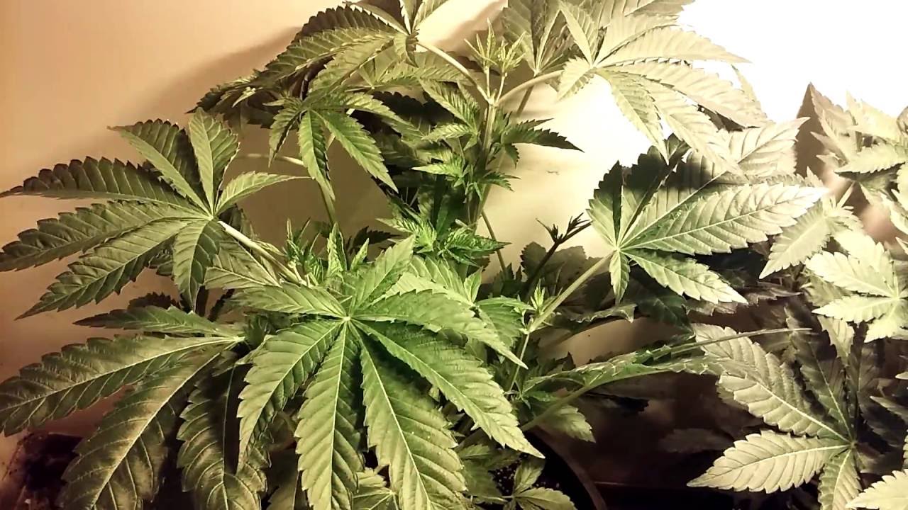 Trichome farming!