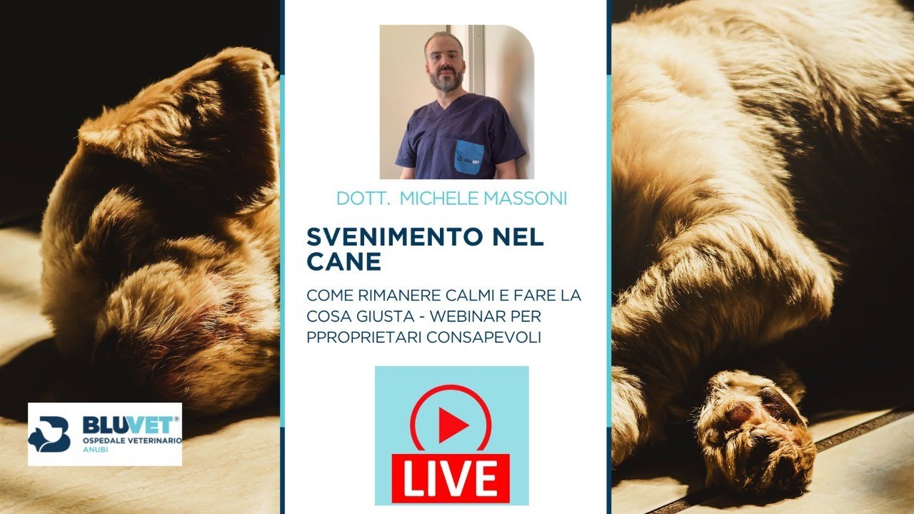 Svenimento nel cane: come comportarsi?