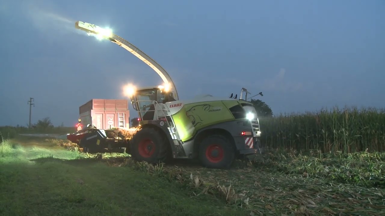 Claas Jaguar  990 a pastone 2025 fine giornata